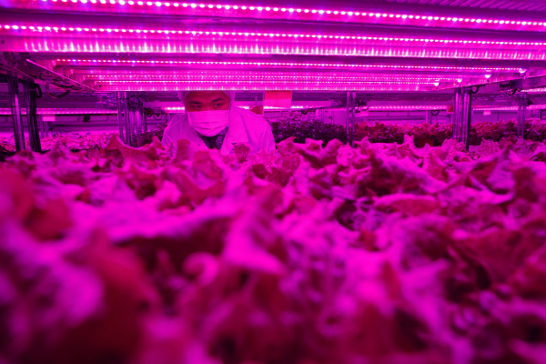 Inside Panasonic's new urban vertical farm